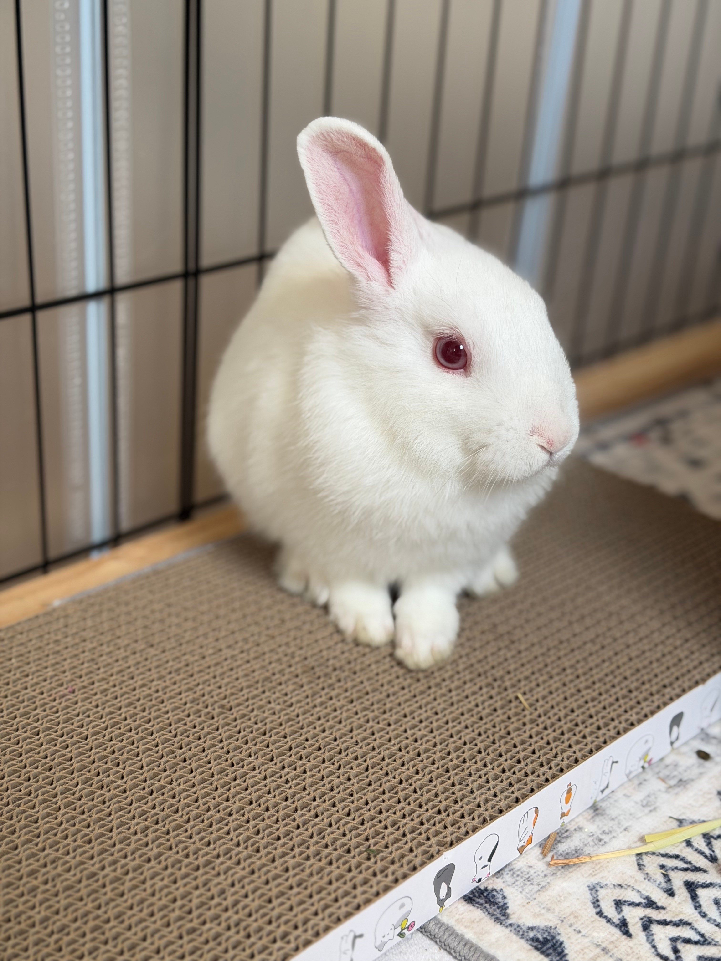 White Rabbit